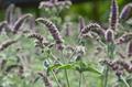 Wild mint، نعنع ،سبزی هزارپا ، زیرفـون، افویه، مانت، تیول